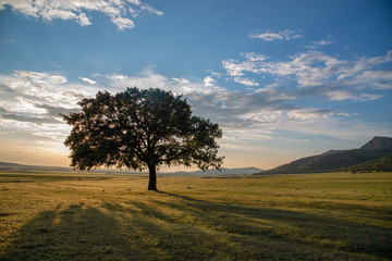 Fototapeta na wymiar Single oak tree in the meadow