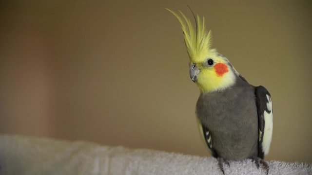 one cockatiel right sitting perched bird parrot pretty cute rosy cheeks and yellow crested bird grey video a pretty male cockatiel portrait head shot with isolated on plain background with copy space 