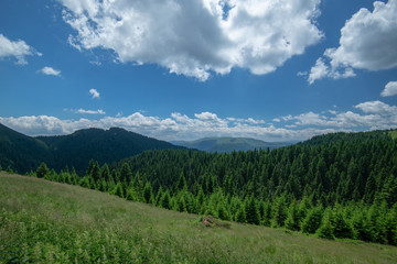 Summer mountain landscape with pine tree forest in foreground and mountains in background.
