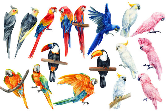 Watercolor parrots, tropical birds, toucan, macaw, corella, cockatoo, white isolated background, hand drawing