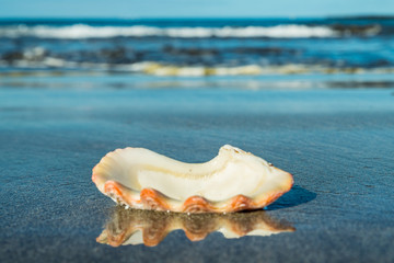 Empty beautiful pearl-white shell lays on black volcanic sand and is reflected on its black mirror...