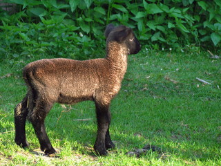 Fototapeta premium Single beautiful little dark brown lamb on green meadow, farming, sheep breeding, agriculture