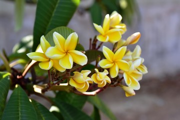 group of yellow white and pink flowers (Frangipani, Plumeria) White and yellow frangipani flowers with leaves in background.Plumeria flower blooming 