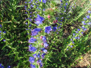 Echium vulgare known as vipers bugloss or blueweed, blue flowering plant, close up of wildplant