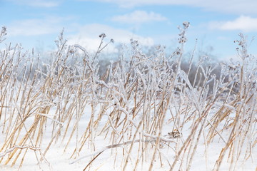Fototapeta premium Horizontal closeup of dried grasses encased in ice after ice storm seen during a late winter sunny morning, Quebec City, Quebec, Canada