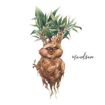130+ Mandrake Plant Illustrations, Royalty-Free Vector Graphics