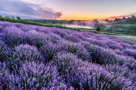 Colorful flowering lavandula or lavender field in the dawn light.