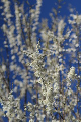 Lagoon swamp spring swan wind water