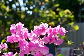 Bougainvillea flowers in the garden on bright days.