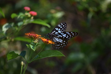 butterfly on flower