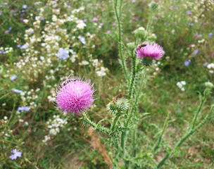 Fototapeta premium Blooming flower heads of milk thistle.