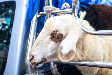 White sheep in car. Transportation of cattle