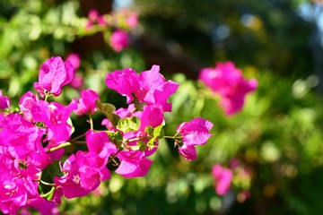 Bougainvillea flowers in the garden on bright days.