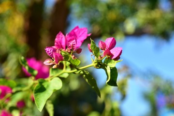 Bougainvillea flowers in the garden on bright days.