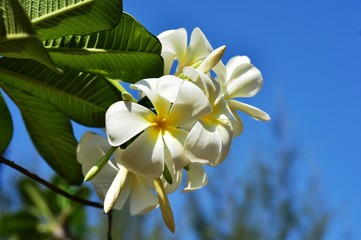 Colorful white flowers in the garden. Plumeria flower blooming.