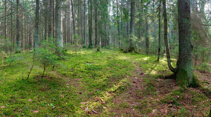 panorama of an old spruce forest with moss on the ground