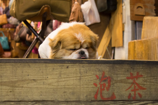 106 Best 看板犬 Images Stock Photos Vectors Adobe Stock 106 Best 看板犬 Images Stock Photos Vectors Adobe Stock