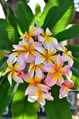 Obraz premium Colorful flowers in the garden.Plumeria flower blooming.Beautiful flowers in the garden Blooming in the summer.