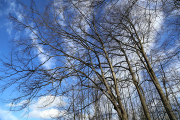 Tall trees against the blue sky in winter