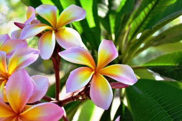 Colorful white flowers in the garden. Plumeria flower blooming.