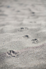 砂浜の足跡