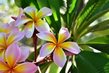 Fototapeta na wymiar group of yellow white and pink flowers (Frangipani, Plumeria) White and yellow frangipani flowers with leaves in background.Plumeria flower blooming 