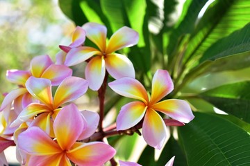 Colorful flowers in the garden.Plumeria flower blooming.Beautiful flowers in the garden Blooming in the summer.
