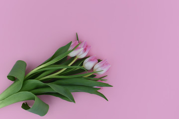 Bouquet of pink tulips on a pink background. Copy space. Isolated