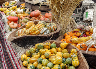 Beautiful and different varieties of squashes and pumpkins on rustic cork basket. Autumn rustic scene. Selective focus. Closeup.