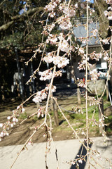 しだれ桜