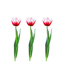 Red tulip flower with water drops and green stem leaf isolated on white background , clipping path