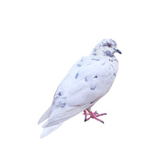 White pigeon bird with grey striped standing isolated on white background , clipping path