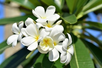 Fototapeta premium Colorful flowers in the garden.Plumeria flower blooming.Beautiful flowers in the garden Blooming in the summer.