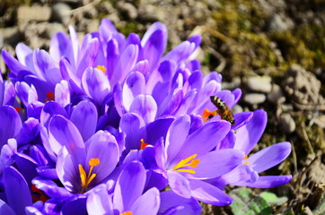 First spring flowers: violet crocuses growing after melting the snow