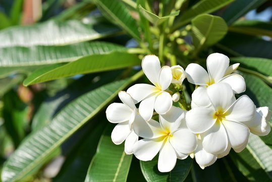 Colorful white flowers in the garden. Plumeria flower blooming.