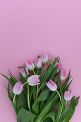  A Bouquet of fresh pink tulips on a pink background. Copy space. Isolated. Flat lay. 