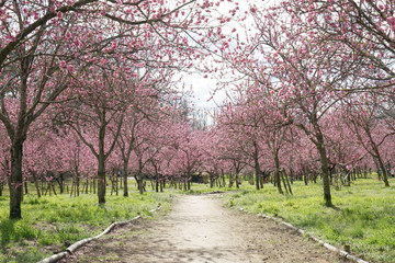 桃の花咲く公園