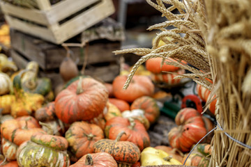 Wheat spikes and squashes and pumpkins on background. Autumn rustic scene. Selective focus. Closeup.