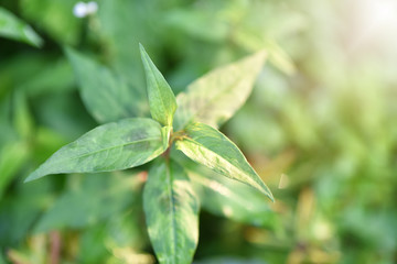 Obraz premium The leaves of Persicaria odorata (Polygonum odoratum Lour) in morning light, fresh Vietnamese coriander growing in the garden, Vietnamese coriander is an ingredient in cooking. Soft Selected focus