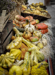 Beautiful and different varieties of squashes and pumpkins. Autumn rustic scene. Selective focus. Closeup.