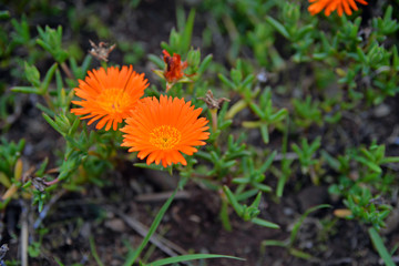 yellow flower in the grass