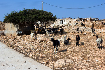 Arki island, goats in a rural farmhouse on a sunny day -  Dodecanese Islands, Greece
