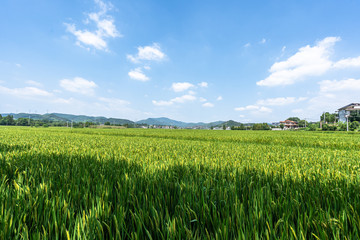 farmland with village