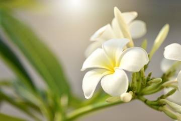 Fototapeta na wymiar purity of white Plumeria or Frangipani flowers. spa flower blossom of tropical tree Spring landscape of Plumeria flower Bright colorful flowers with Beautiful sunlight in the morning. Selected focus