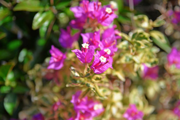 pink flowers in the garden