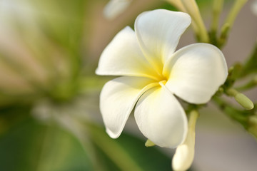 Fototapeta na wymiar purity of white Plumeria or Frangipani flowers. spa flower blossom of tropical tree Spring landscape of Plumeria flower Bright colorful flowers with Beautiful sunlight in the morning. Selected focus