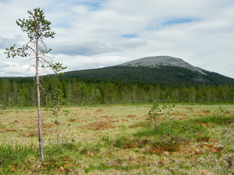 Beautifull summer scene with idyllic Yll&auml;s fell in the background in &Auml;k&auml;slompolo, Kolari, Finland