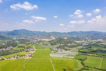 tea plantation.