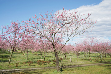 桃の花咲く公園