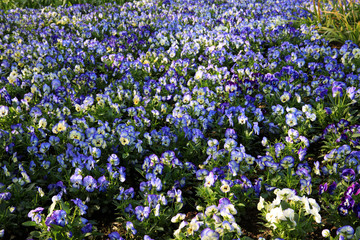 Verbania (VCO), Italy - April 01, 2017: Violets in " Villa Taranto " botanical gardens, Verbania, Piedmont, Italy